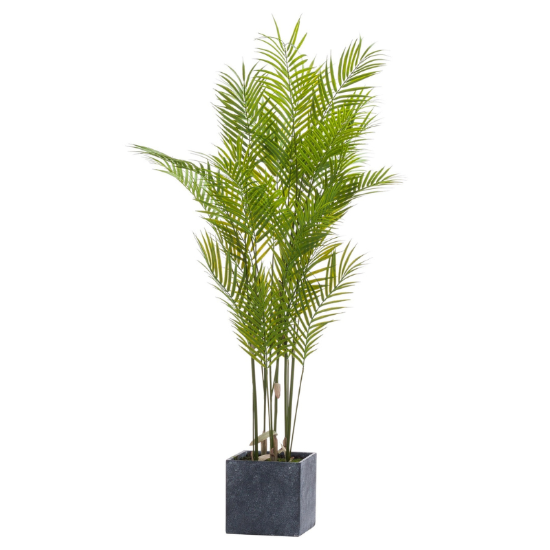 Large Paradise Potted Palm