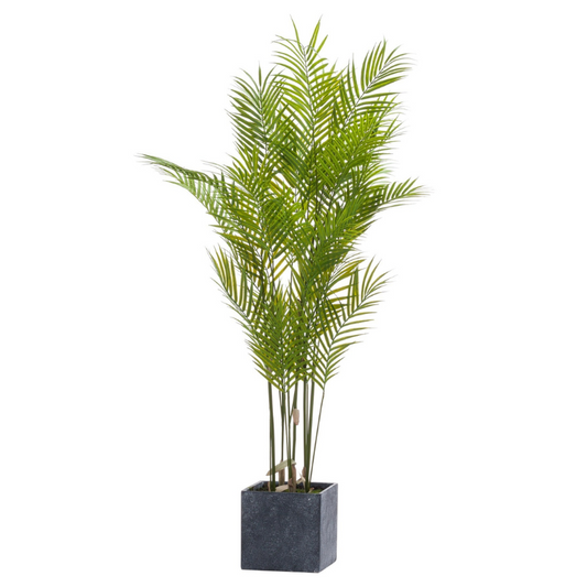 Large Paradise Potted Palm