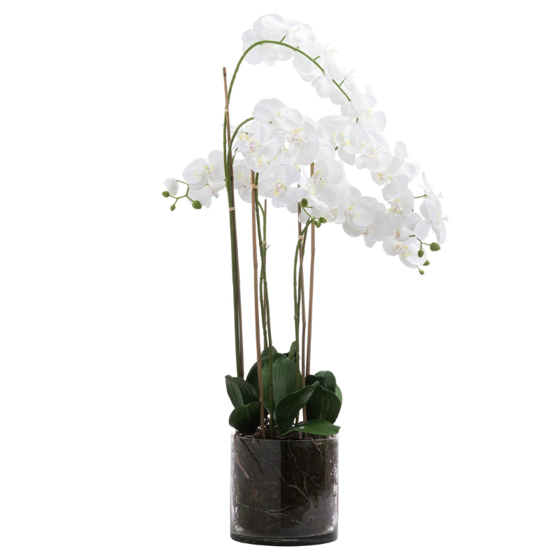 Large White Tall Orchid In Glass Pot