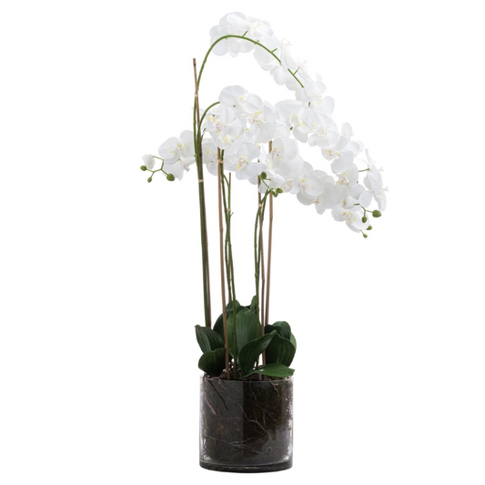 Large White Tall Orchid In Glass Pot