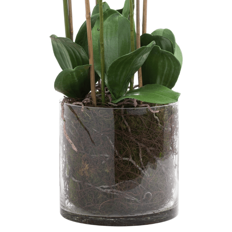 Glass Pot Large White Tall Orchid In Glass Pot