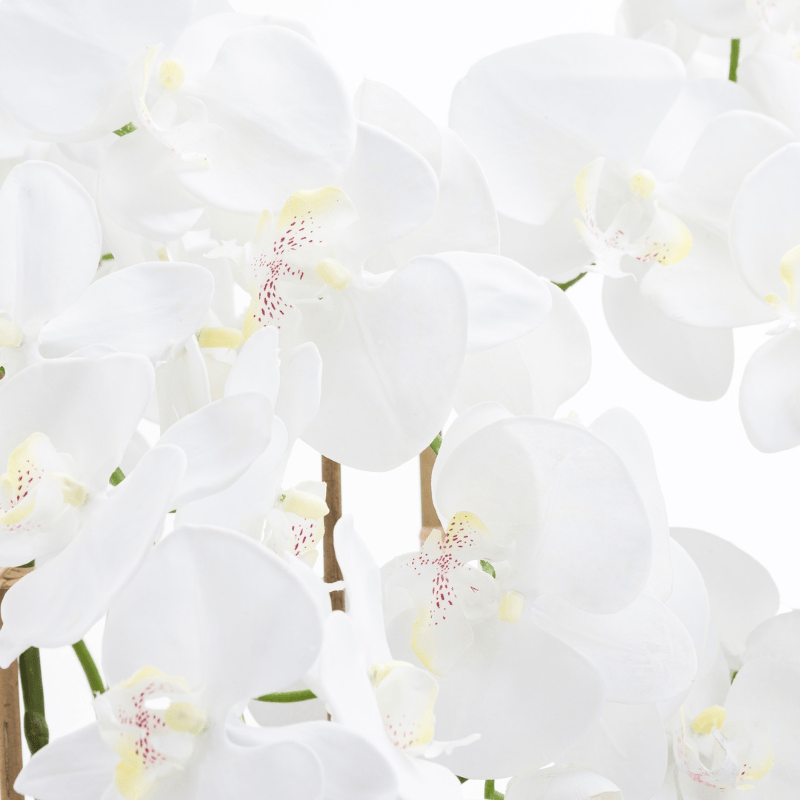 Glass Pot Large White Tall Orchid In Glass Pot