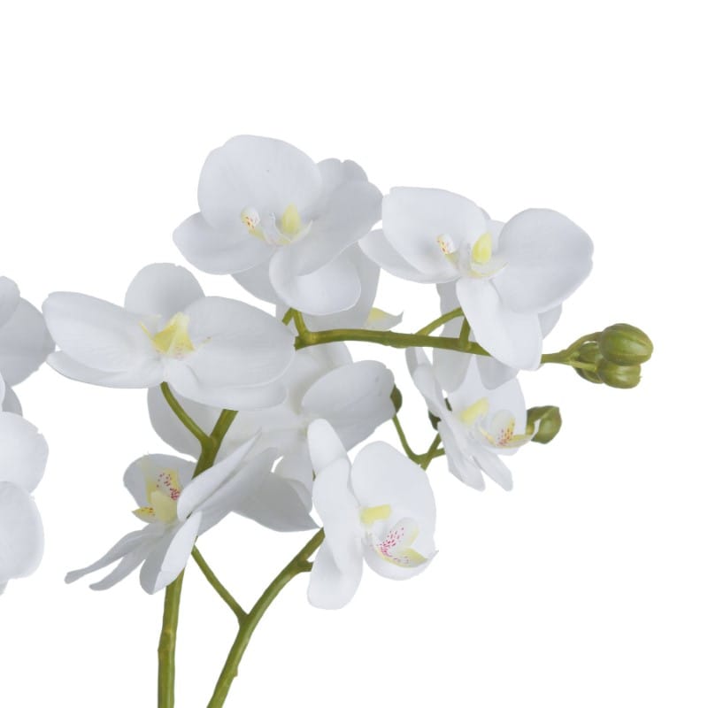 Glass Pot White Orchid In Glass Pot