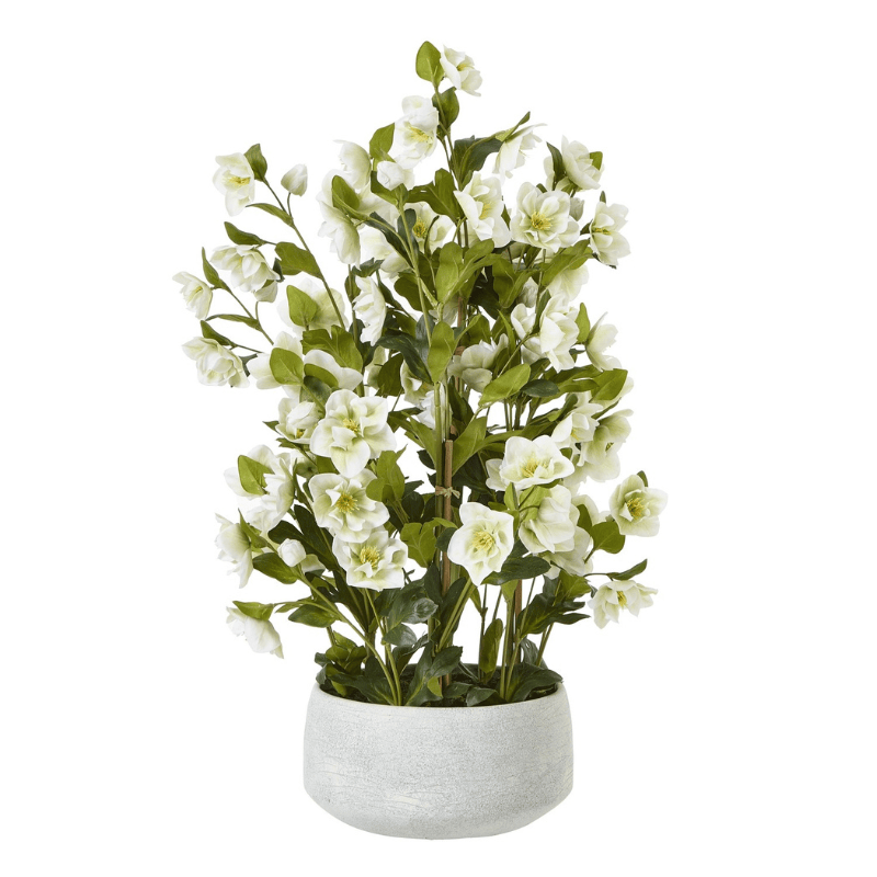 Grey Pot Large White Hellebore In Grey Pot
