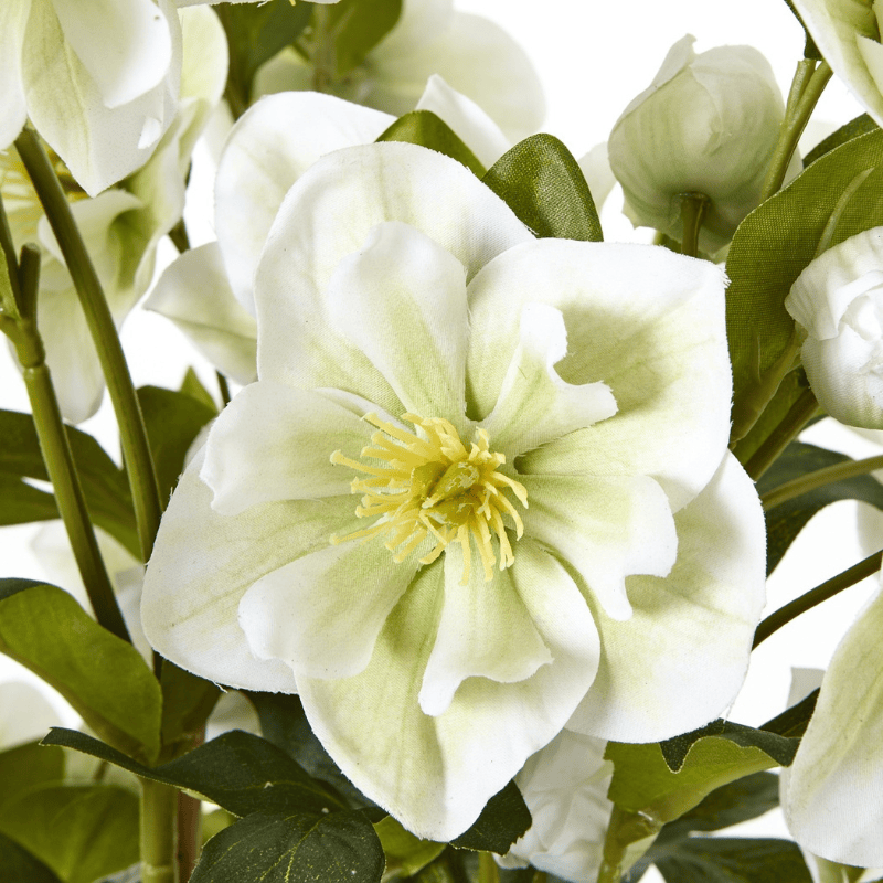 Grey Pot Large White Hellebore In Grey Pot