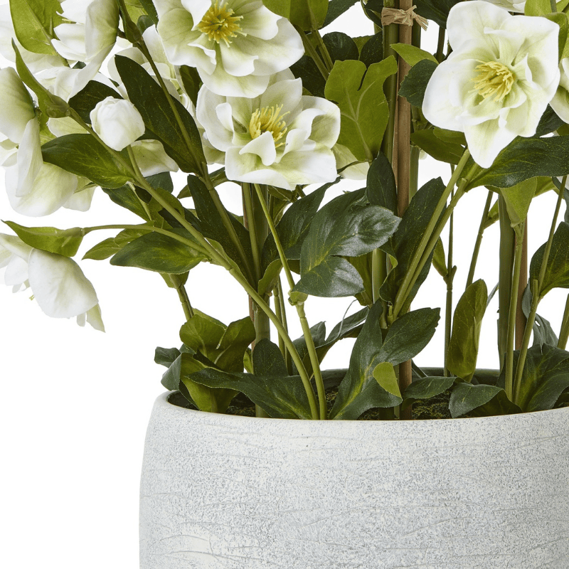 Grey Pot Large White Hellebore In Grey Pot