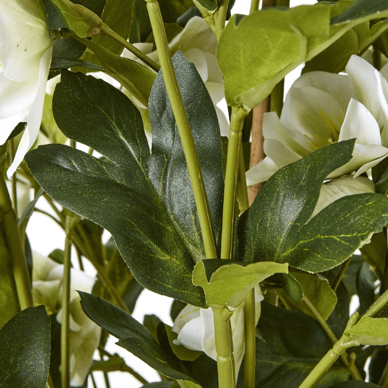Grey Pot Large White Hellebore In Grey Pot