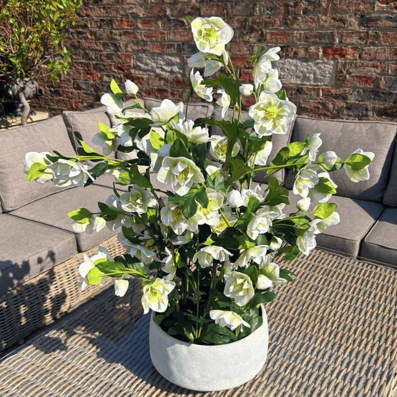 Grey Pot Large White Hellebore In Grey Pot