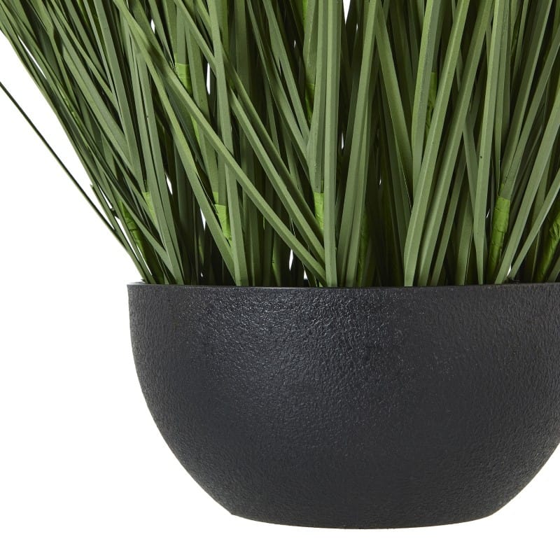 Plant In Pot Large Onion Grass Plant In Pot