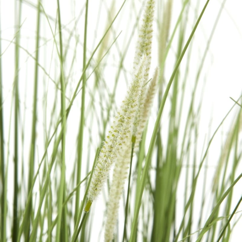 Plant In Pot Large Onion Grass Plant In Pot