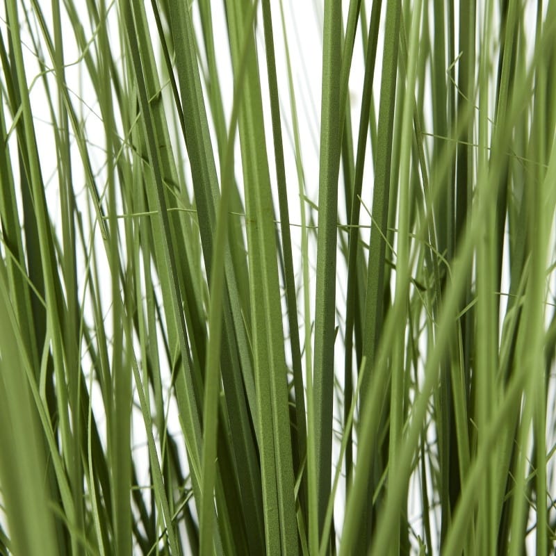 Plant In Pot Large Onion Grass Plant In Pot