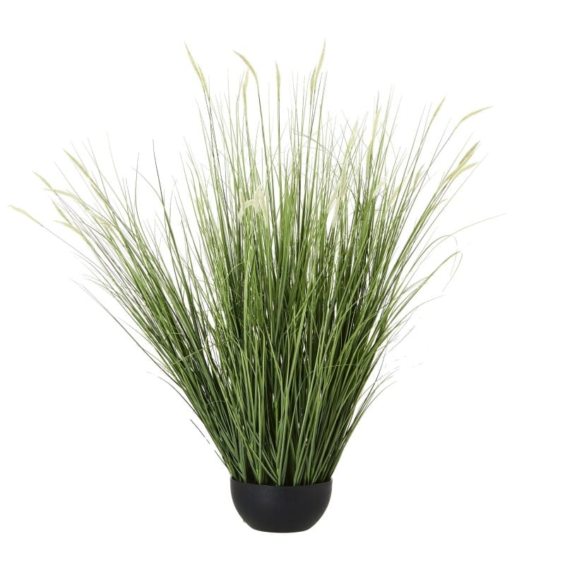 Plant In Pot Large Onion Grass Plant In Pot