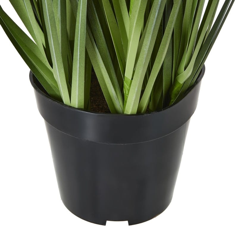 Plant In Pot Large Purple Agapanthus Plant In Pot