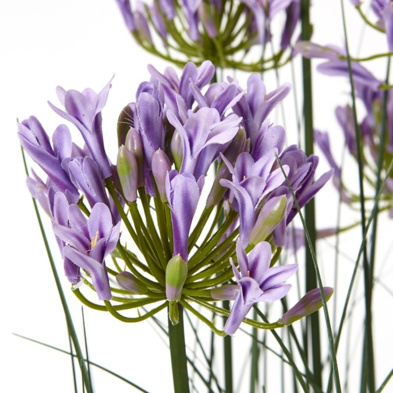 Plant In Pot Large Purple Agapanthus Plant In Pot