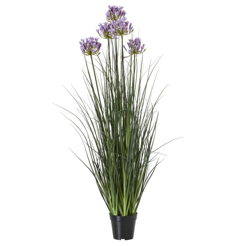 Plant In Pot Large Purple Agapanthus Plant In Pot