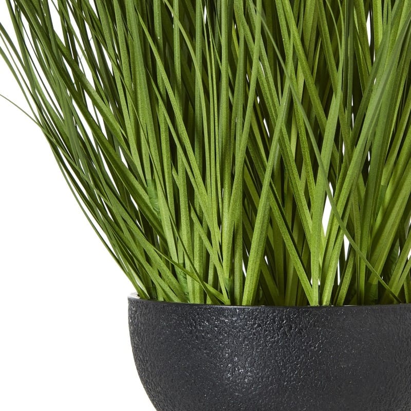Plant In Pot Large White Allium Plant In Pot
