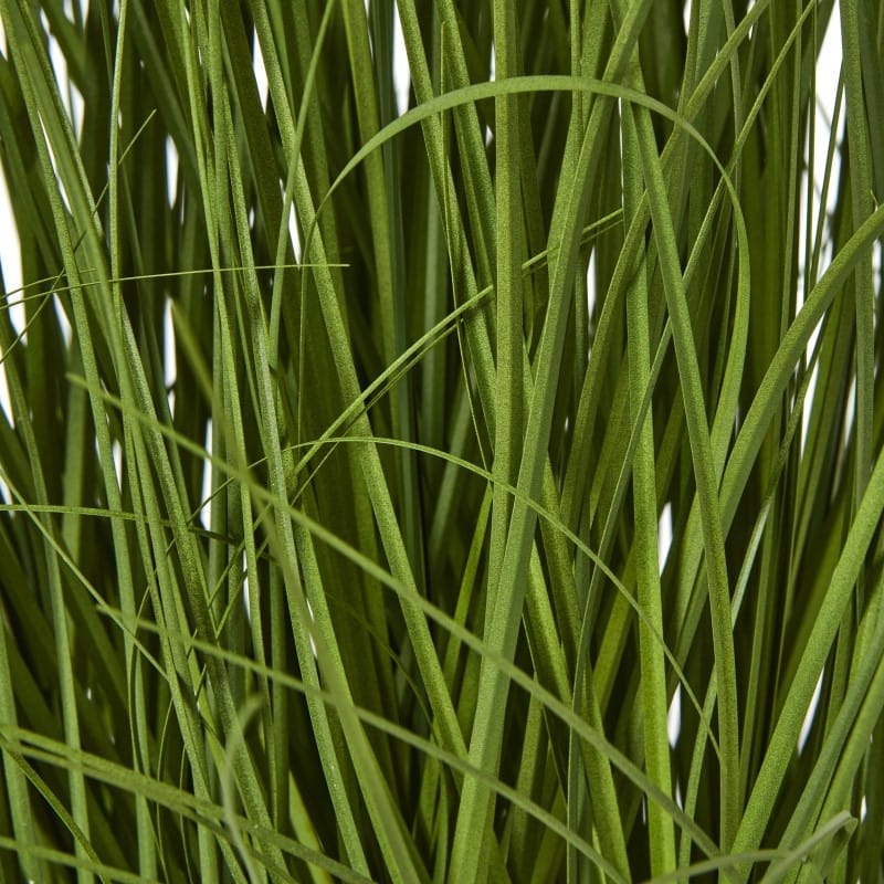 Plant In Pot Large White Allium Plant In Pot