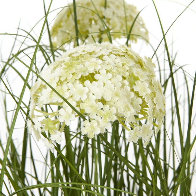 Plant In Pot Large White Allium Plant In Pot