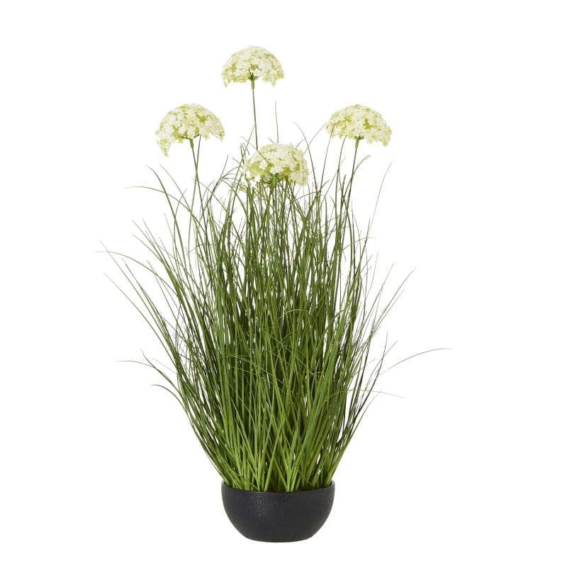 Plant In Pot Large White Allium Plant In Pot