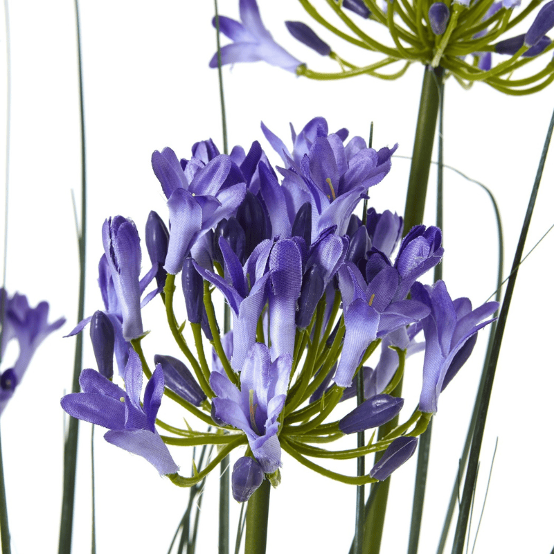 Plant Pot Large Blue Agapanthus Plant In Pot