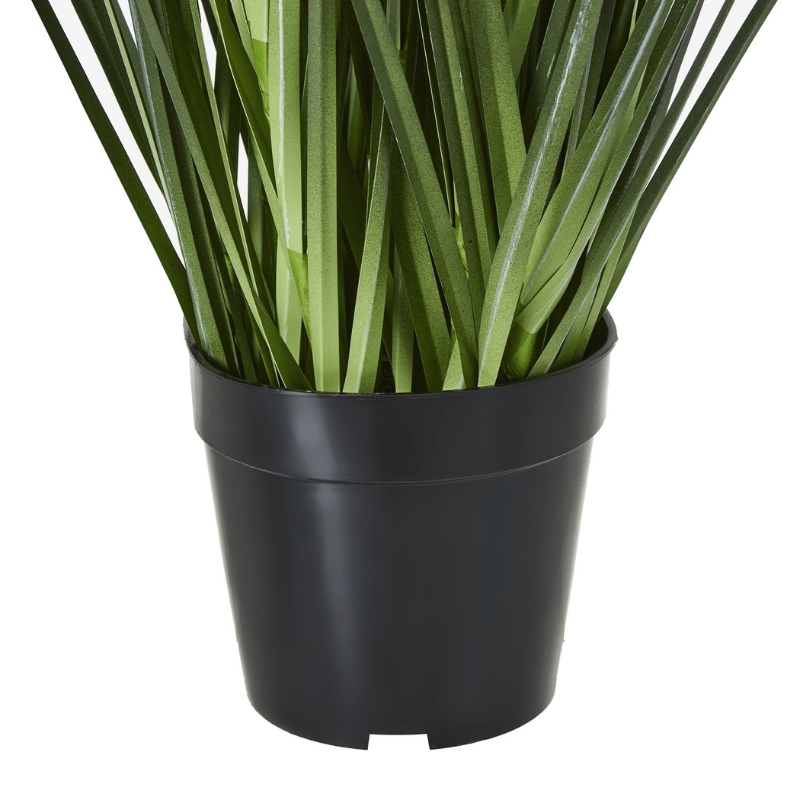 Plant Pot Large Blue Agapanthus Plant In Pot