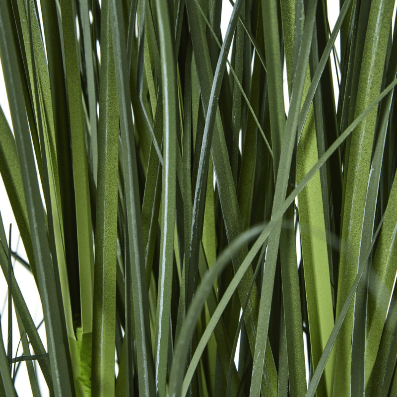 Plant Pot Large Blue Agapanthus Plant In Pot