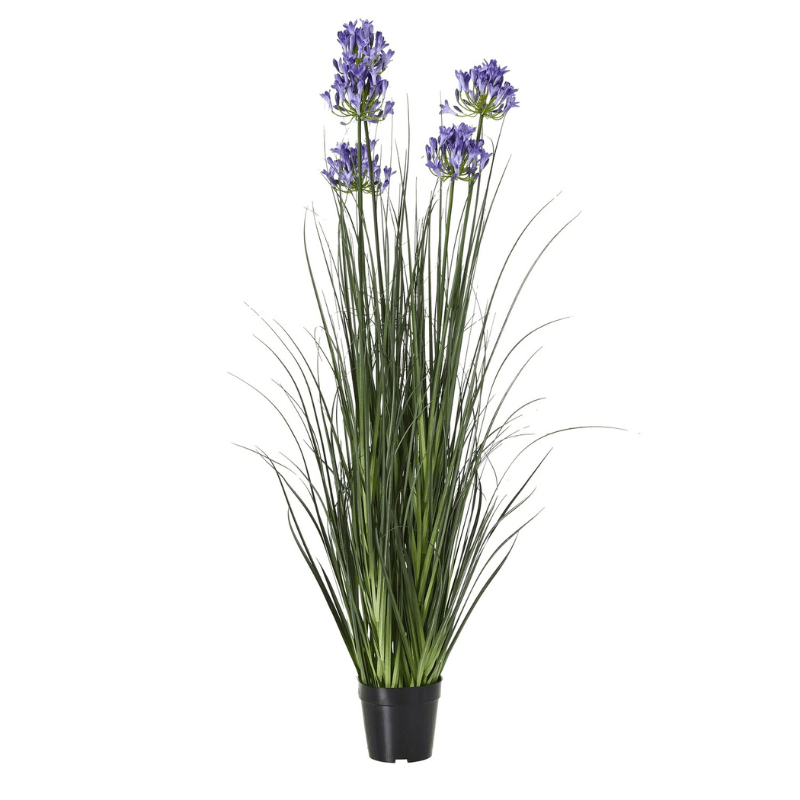 Plant Pot Large Blue Agapanthus Plant In Pot