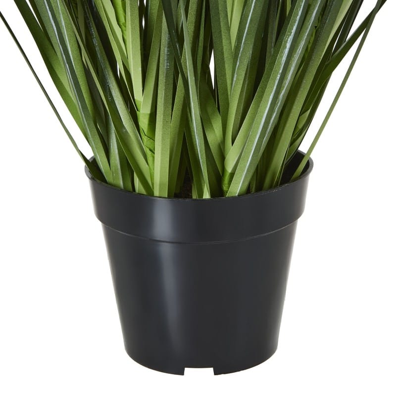 Plant Pot Large White Agapanthus Plant In Pot