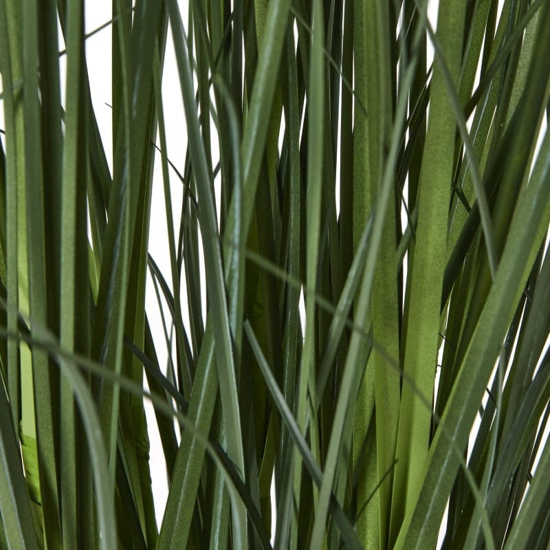 Plant Pot Large White Agapanthus Plant In Pot