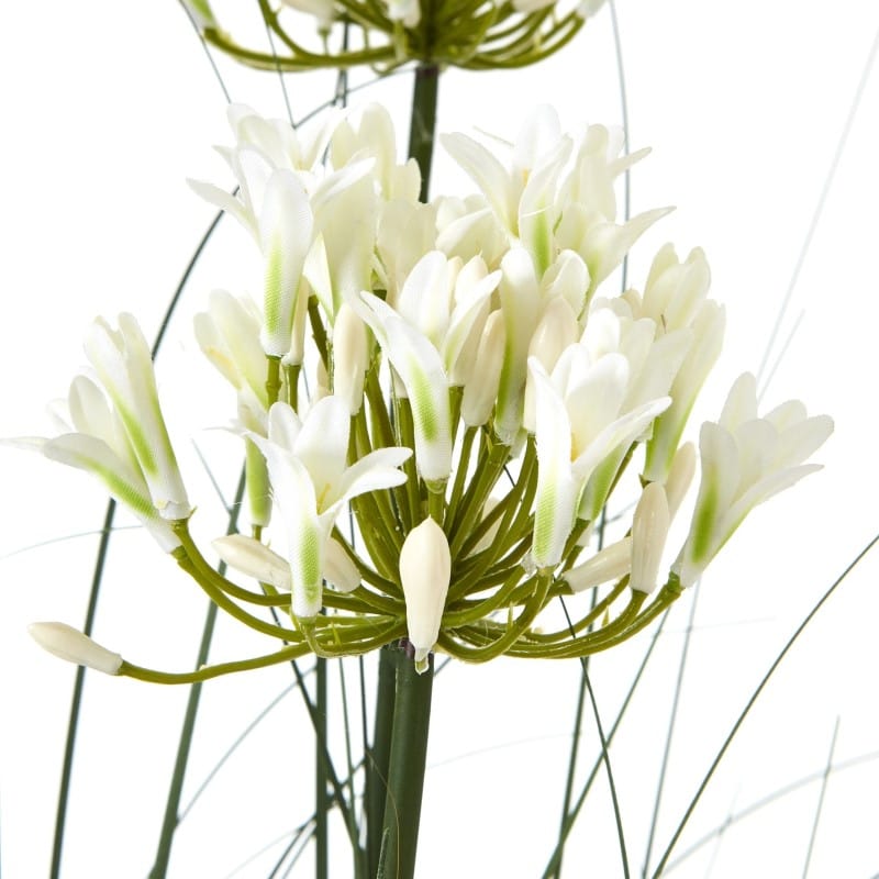 Plant Pot Large White Agapanthus Plant In Pot