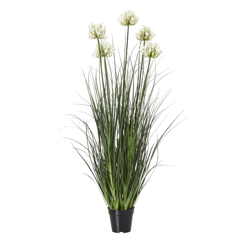 Plant Pot Large White Agapanthus Plant In Pot