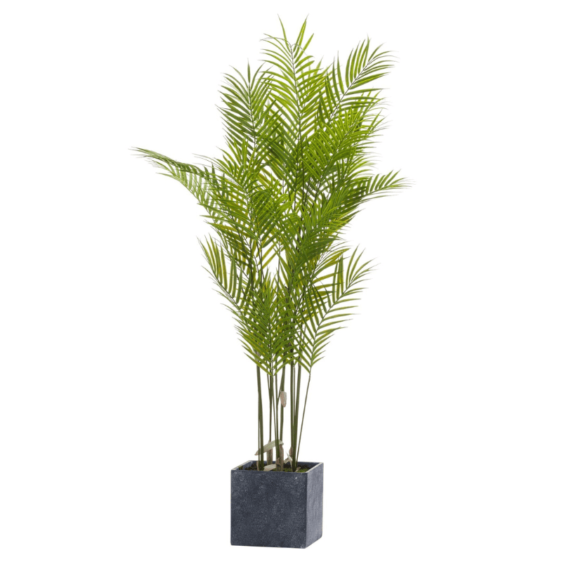 Potted Palm Large Paradise Potted Palm