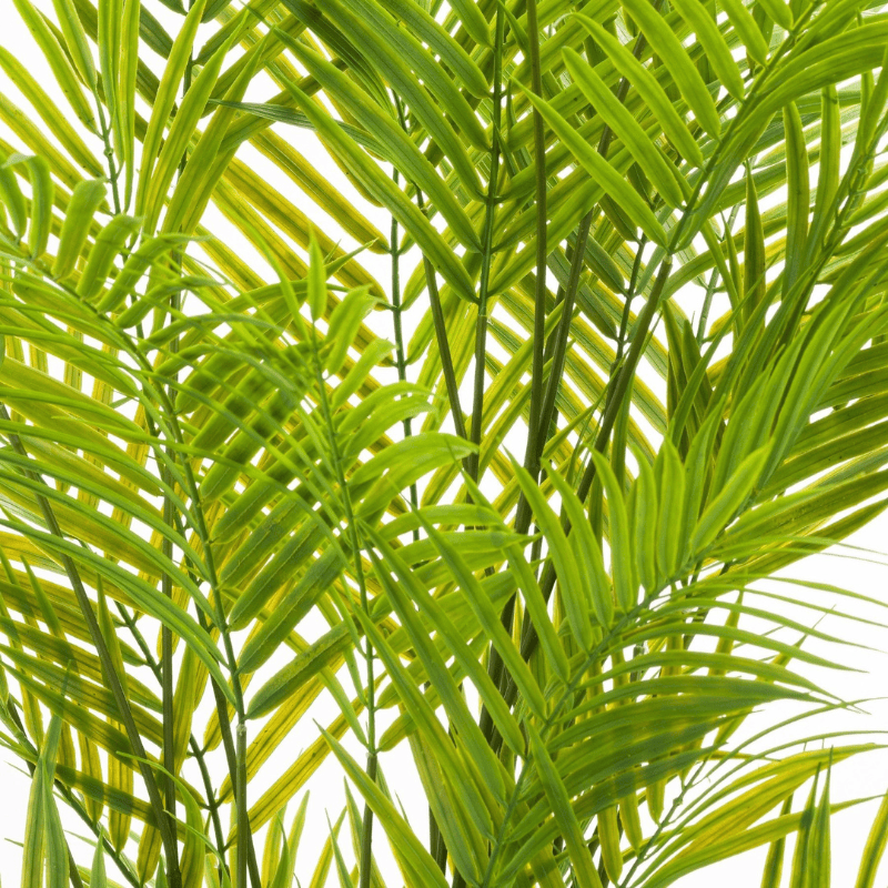 Potted Palm Large Paradise Potted Palm