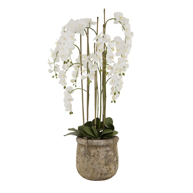 Stone Pot Large White Orchid In Antique Stone Pot