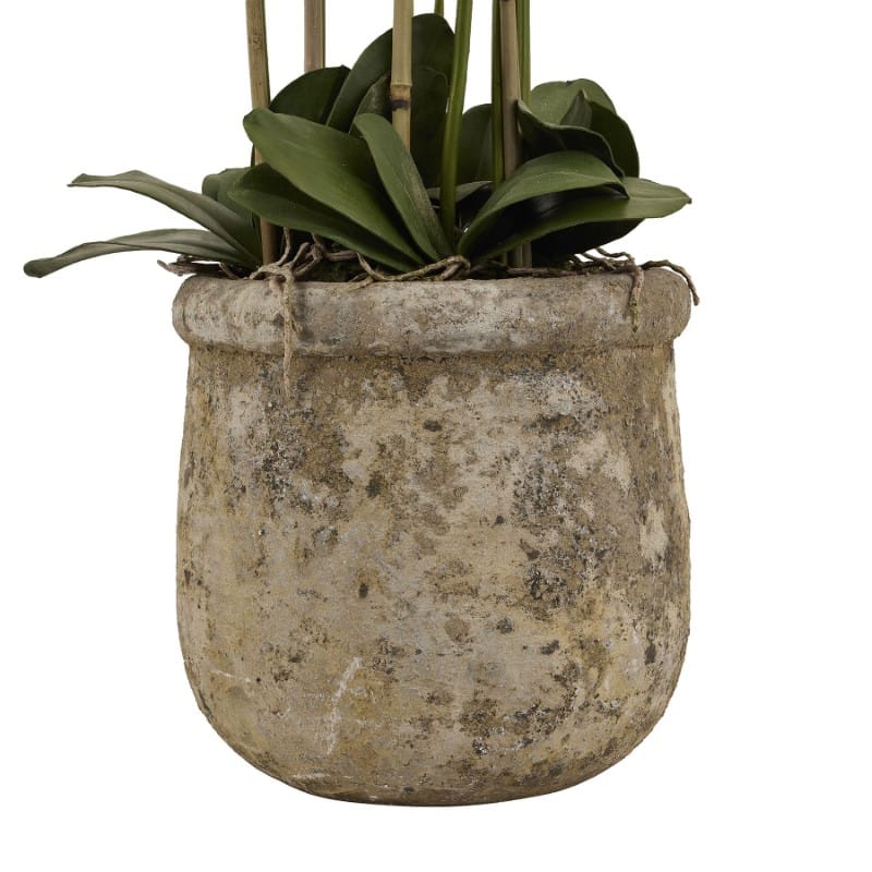 Stone Pot Large White Orchid In Antique Stone Pot