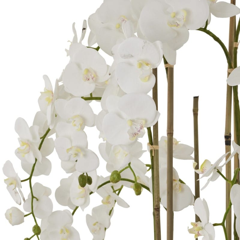 Stone Pot Large White Orchid In Antique Stone Pot