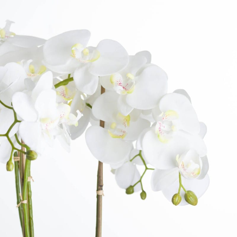 Stone Pot Large White Orchid In Stone Pot