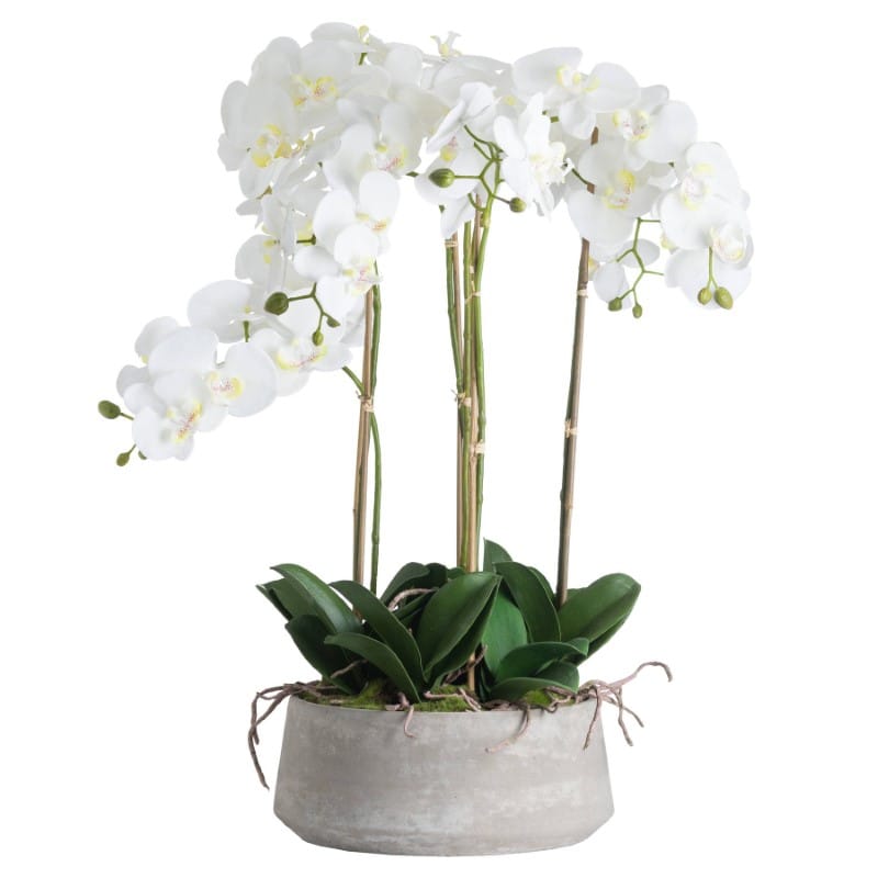 Stone Pot Large White Orchid In Stone Pot
