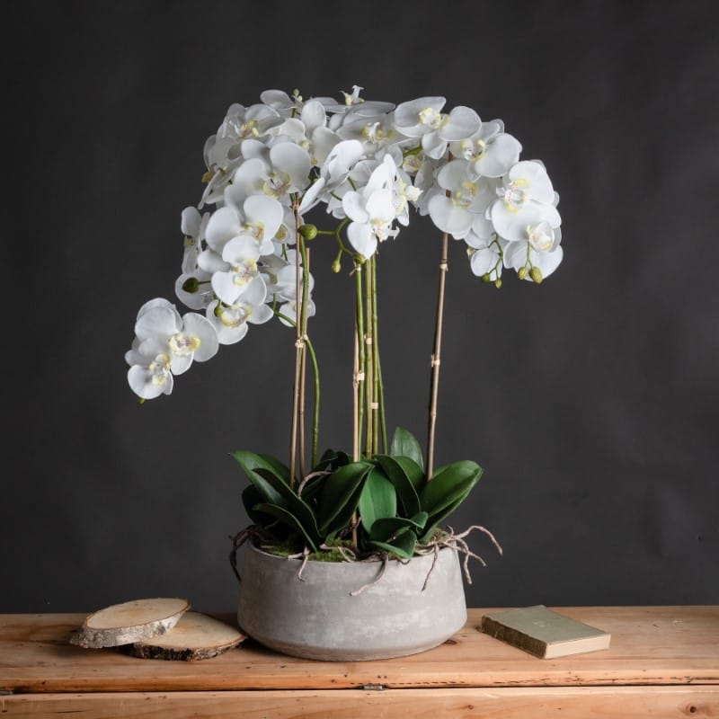 Stone Pot Large White Orchid In Stone Pot
