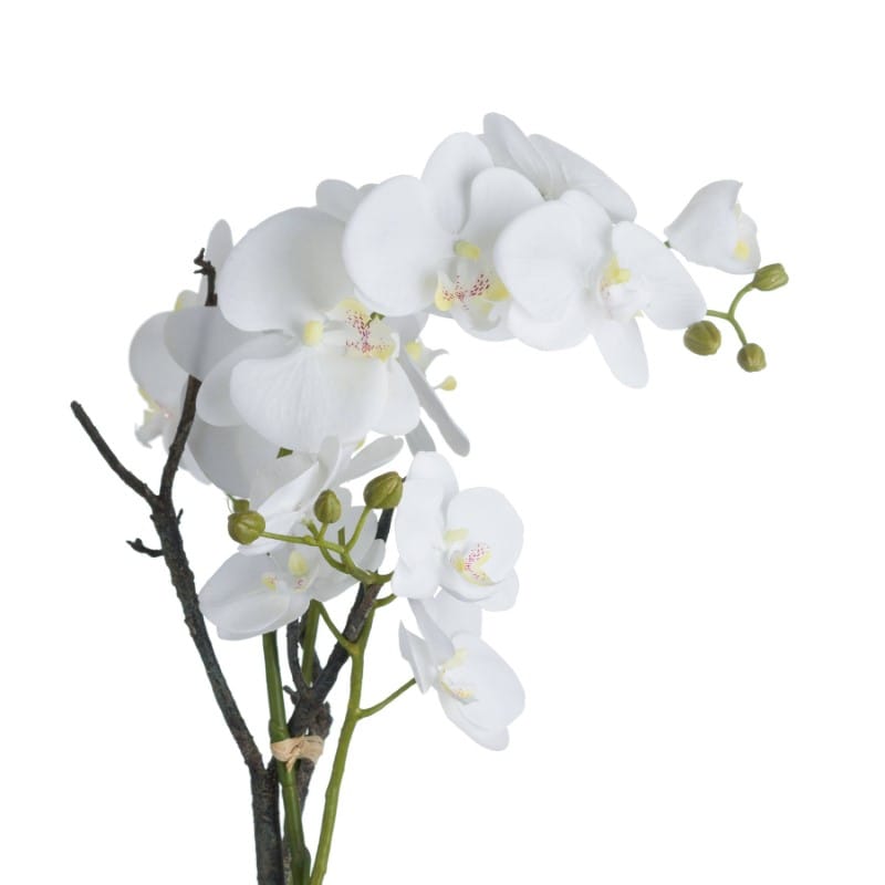 Stone Pot White Orchid In Stone Pot