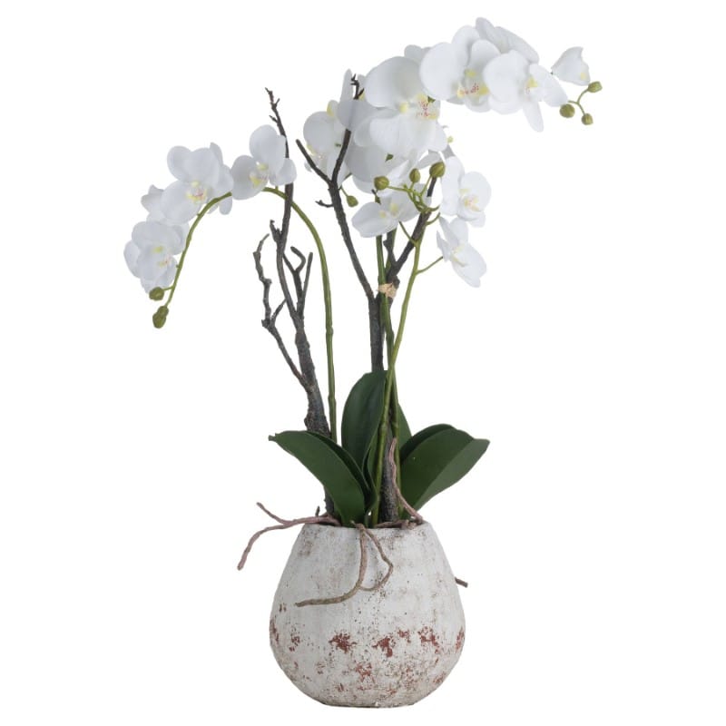 Stone Pot White Orchid In Stone Pot