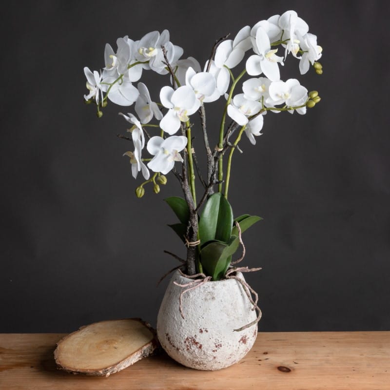 Stone Pot White Orchid In Stone Pot