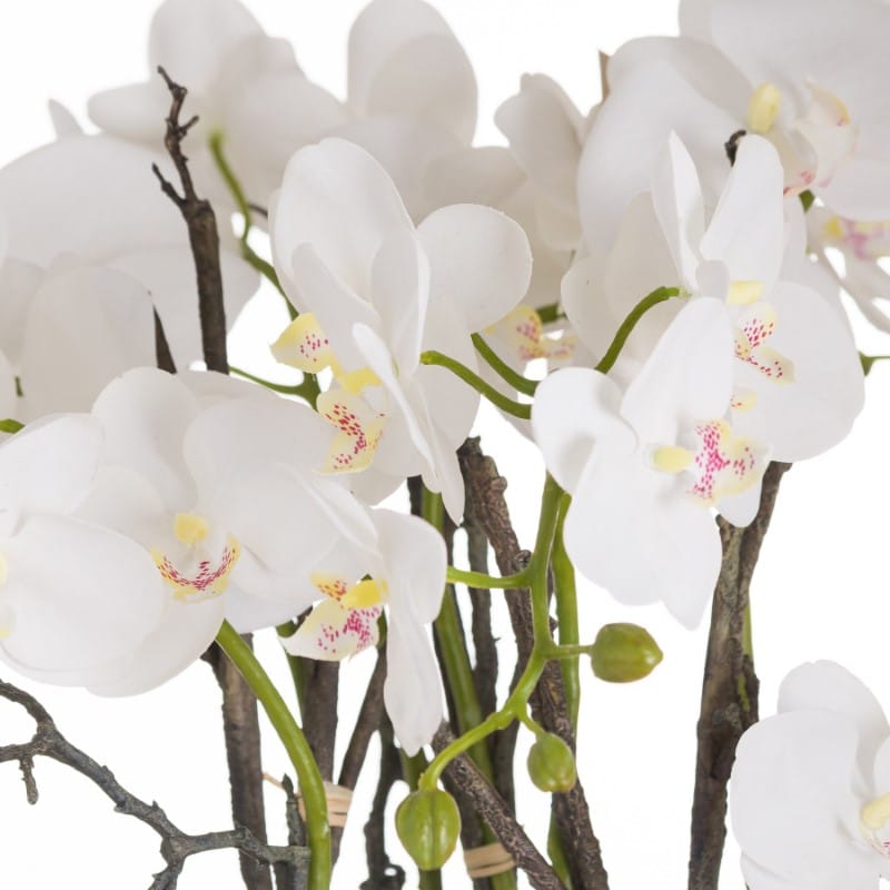 Stone Potted Large Stone Potted Orchid With Roots