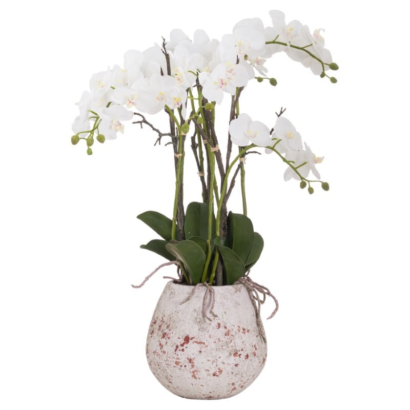 Stone Potted Large Stone Potted Orchid With Roots