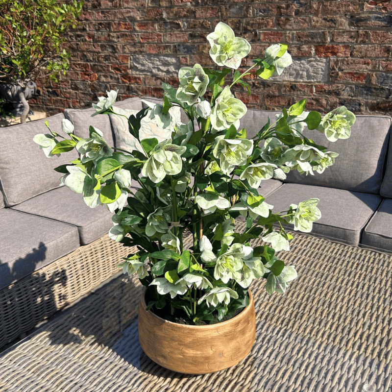 Taupe Pot Large Green Hellebore in Taupe Pot