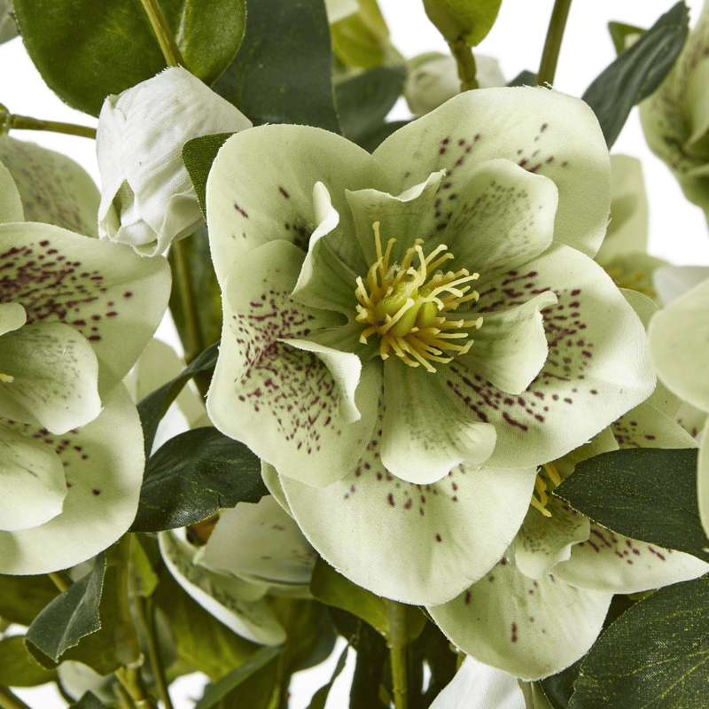 Taupe Pot Large Green Hellebore in Taupe Pot