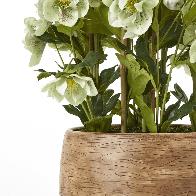 Taupe Pot Large Green Hellebore in Taupe Pot