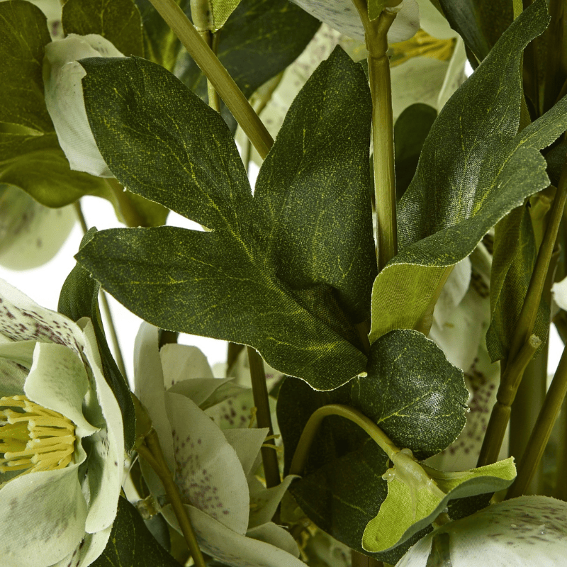 Taupe Pot Large Green Hellebore in Taupe Pot