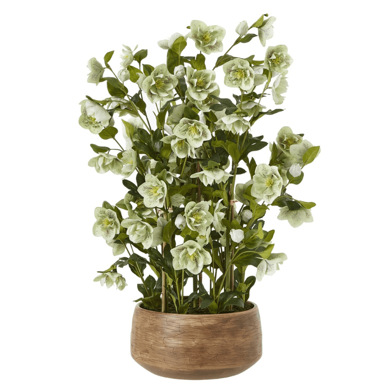 Taupe Pot Large Green Hellebore in Taupe Pot