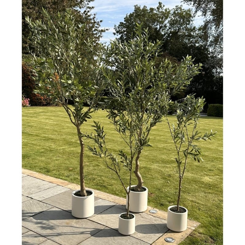 Tree Pot Apulia Olive Tree In White Pot 240Cm